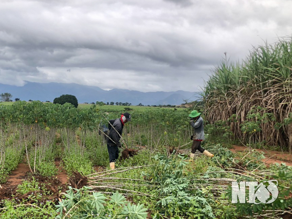 Nông dân trồng mì huyện Ninh Sơn mất mùa vì mưa kéo dài