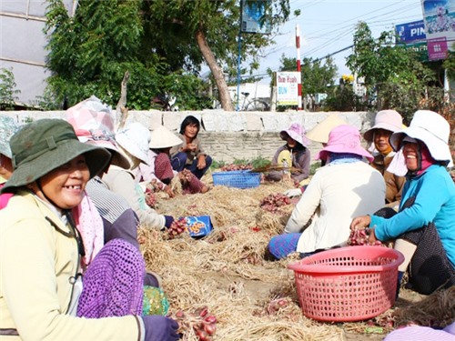 NTO - Ninh Hải: Ứng dụng khoa học - kỹ thuật trong bảo quản nông sản sau thu hoạch