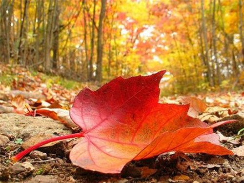 NTO - Giải mã bí ẩn “mùa thu lá rơi vàng”