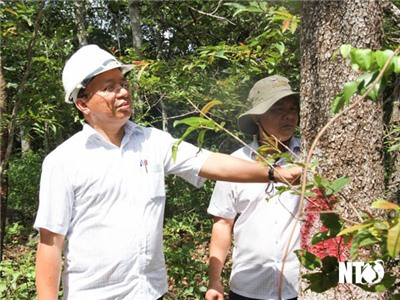 Lãnh đạo UBND tỉnh kiểm tra việc hủy hoại cây rừng bằng thuốc độc ở huyện Bác Ái